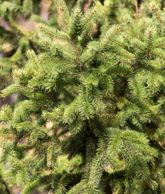 yeşil çam ağacı doğada