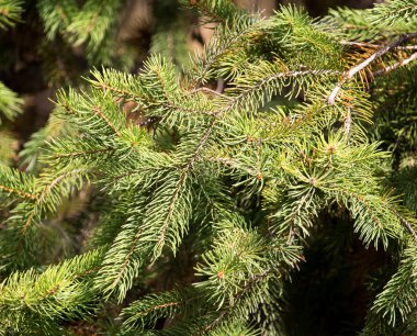 yeşil çam ağacı doğada