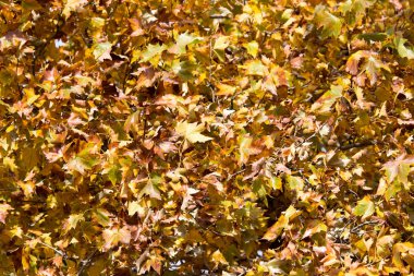 sonbahar doğa sarı yapraklarda