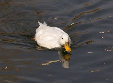 sonbaharda gölde beyaz ördek