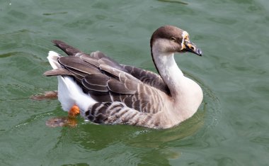 Gölde sonbaharda ördek