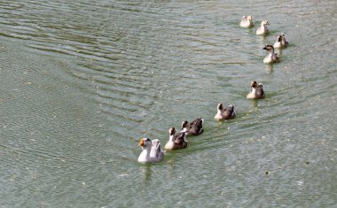 sonbaharda Gölde ördekler bir sürü