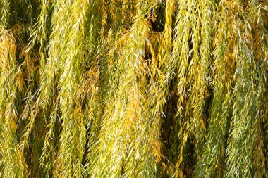 Sonbaharda açık havada sarı söğüt