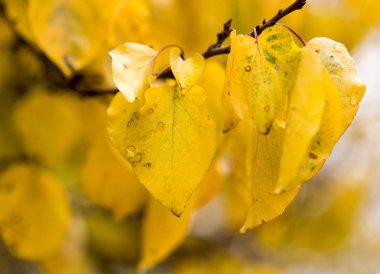 sonbahar doğa sarı yapraklarda