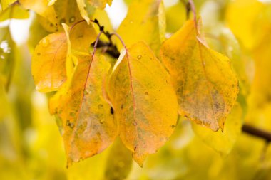 sonbahar doğa sarı yapraklarda
