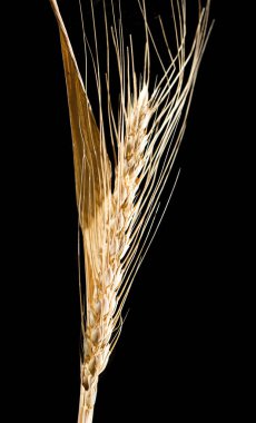 Siyah arka planda buğday kulakları