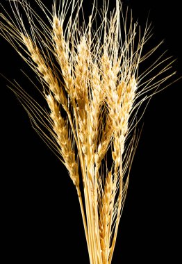 Siyah arka planda buğday kulakları