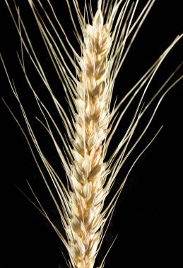 Siyah arka planda buğday kulakları
