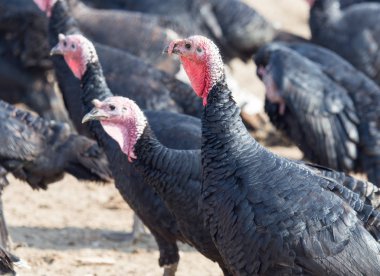 çiftlik Türkiye'nin açık havada