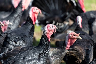 çiftlik Türkiye'nin açık havada