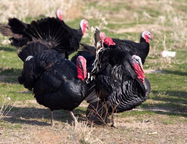 çiftlik Türkiye'nin açık havada