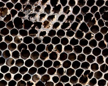 çerçeve arı kovanı bal ile