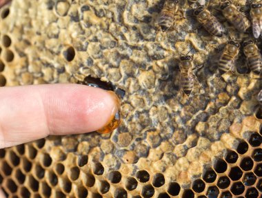 Arı kovanı onun parmağına tatlım