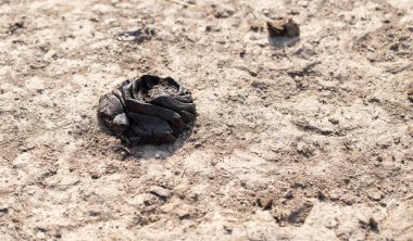 yere hayvan dışkısı