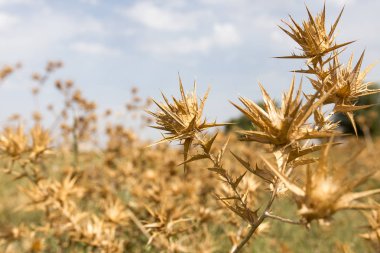 gökyüzüne karşı kuru dikenli ot