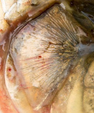 Balık cilt. Makro