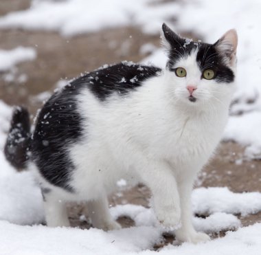 Kışın kardaki kedi