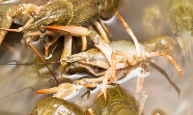 Arka plan olarak suda yaşayan kerevit