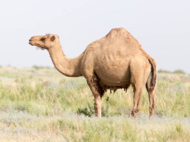 Doğada bir devenin portresi