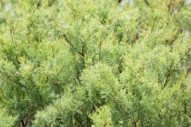 arka plan olarak yeşil iğne yapraklı ağaç