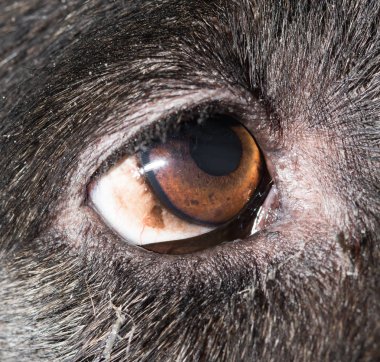 Siyah köpekler kahverengi gözlerinde. Makro