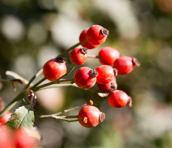 Röda nypon i naturen — Stockfoto