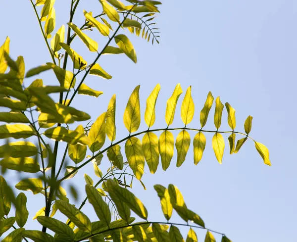 Folhas verdes na árvore — Fotografia de Stock