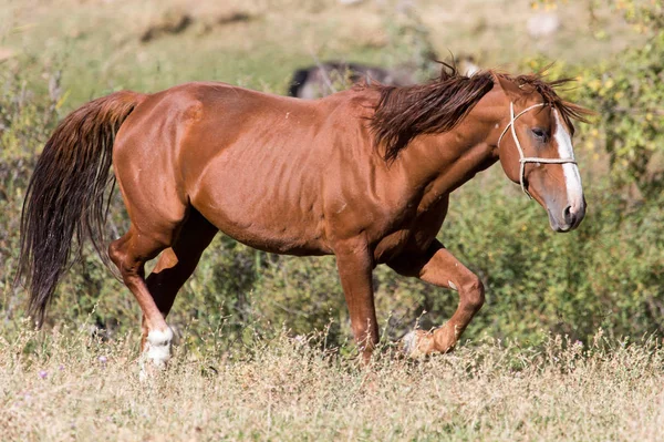 Cavalo vermelho na natureza no outono — Fotografia de Stock