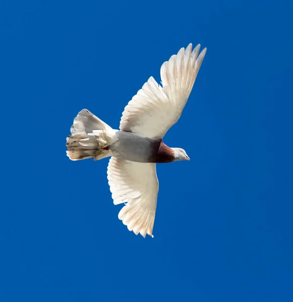 Um pombo em voo contra um céu azul — Fotografia de Stock