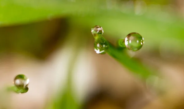 Gotas de rocío en la hierba verde. macro —  Fotos de Stock