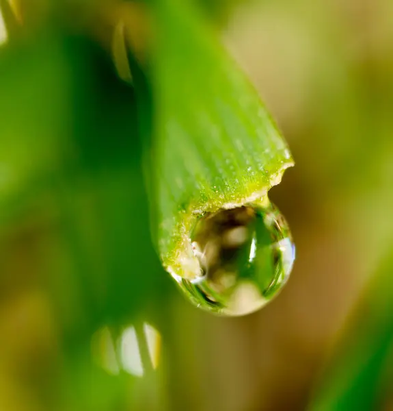 Gotas de rocío en la hierba verde. macro — Foto de Stock