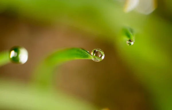 Yeşil çimlerin üzerindeki çiy damlaları. makro — Stok fotoğraf