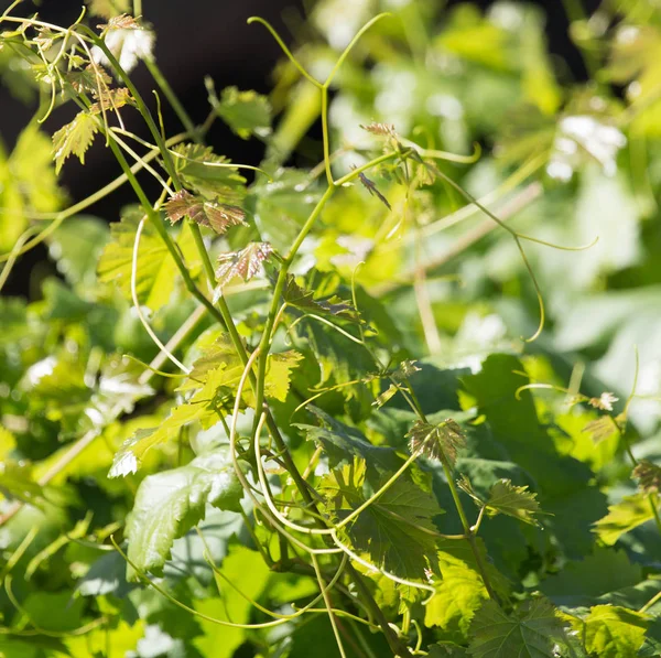 Young grapes on nature — Stock Photo, Image