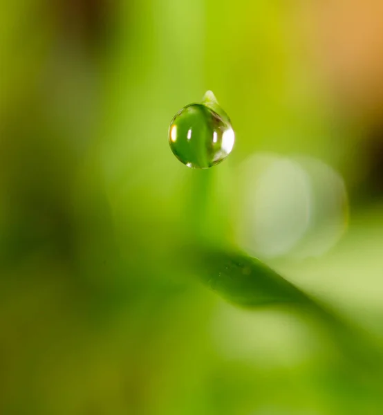 Gotas de orvalho na grama verde. macro — Fotografia de Stock