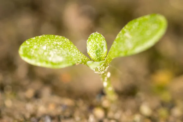 Green sprout in the ground. macro — Stock Photo, Image