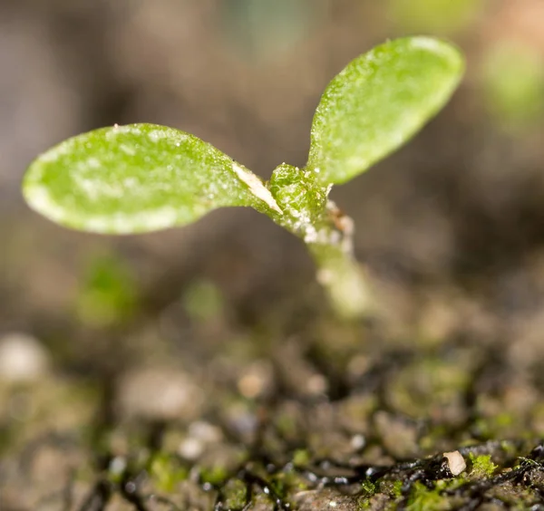 Green sprout in the ground. macro — Stock Photo, Image