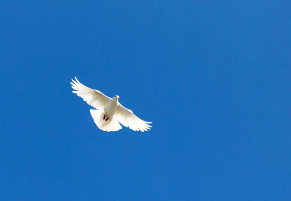 Weiße Taube am blauen Himmel — Stockfoto