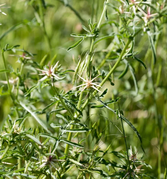 Stachelige Pflanze in der Natur — Stockfoto