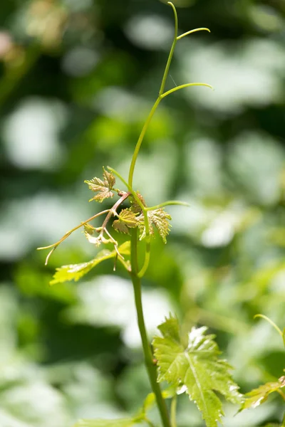 Fiatal szőlő, a természet — Stock Fotó