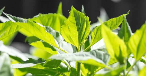 Groene bladeren op de plant in de natuur — Stockfoto