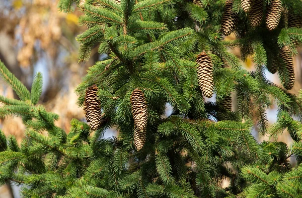 Cones na árvore na natureza — Fotografia de Stock