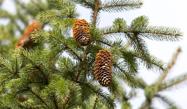 Cones on the tree in nature — Stock Photo, Image