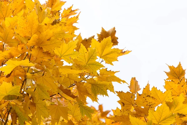 Le foglie sull'albero in natura in autunno — Foto Stock