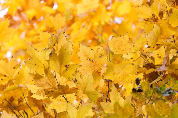 Las hojas en el árbol en la naturaleza en otoño —  Fotos de Stock