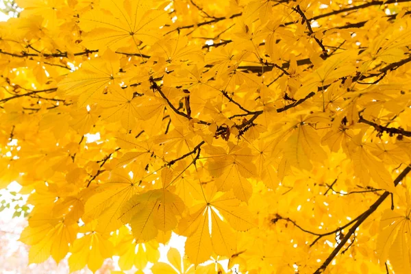 As folhas na árvore na natureza no outono — Fotografia de Stock