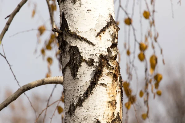 Tronco de bétula na natureza no outono — Fotografia de Stock