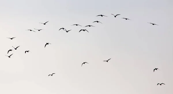 En flock måsar på himlen vid solnedgången — Stockfoto