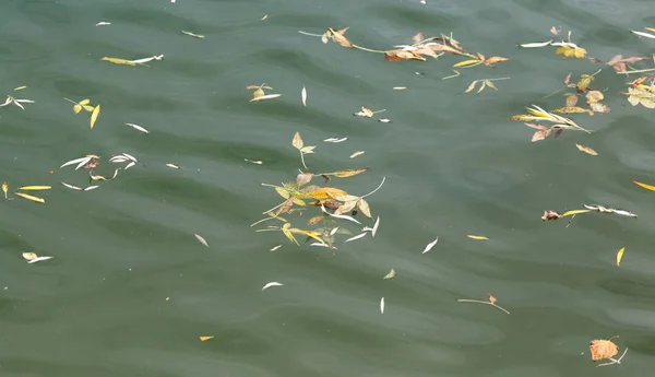 Gele bladeren op het oppervlak van het water in de herfst — Stockfoto