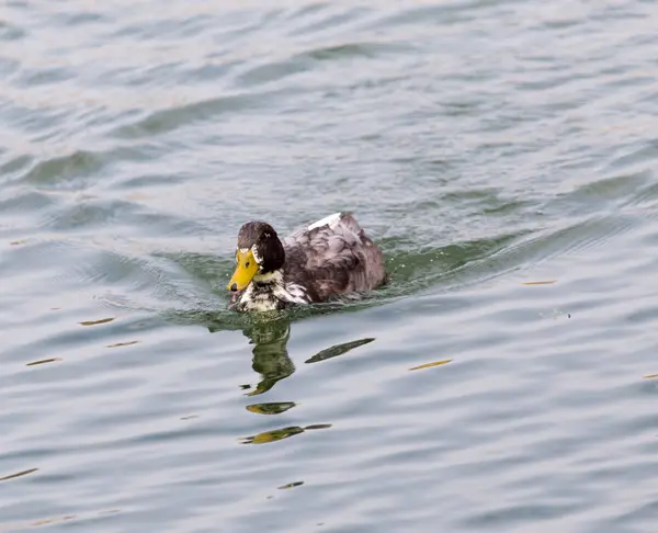 Eend op het meer in de herfst — Stockfoto