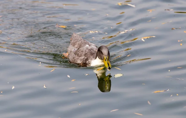 Eend op het meer in de herfst — Stockfoto